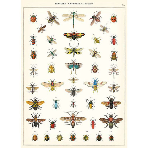 Cavallini and Co - Natural History Insects Poster Cavallini and Co - Natural History Insects Poster