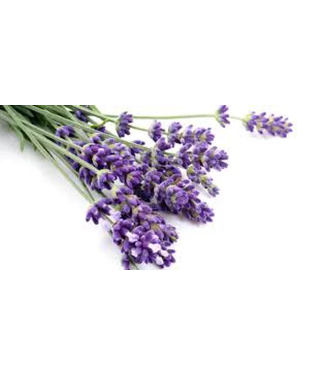 Serenity Oil Organic Lavender 8oz