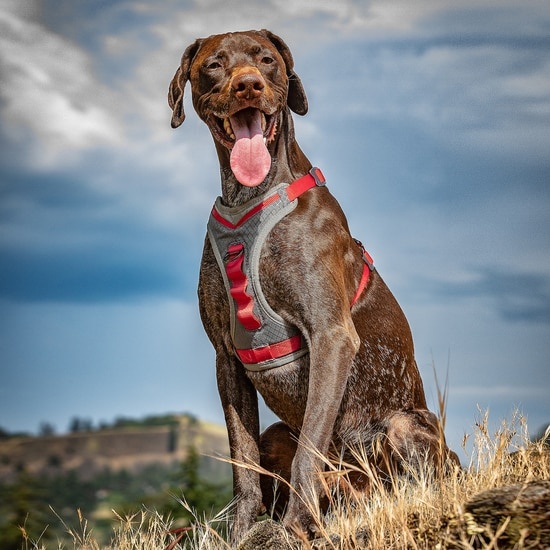 kurgo journey dog harness