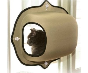 cat window bubble