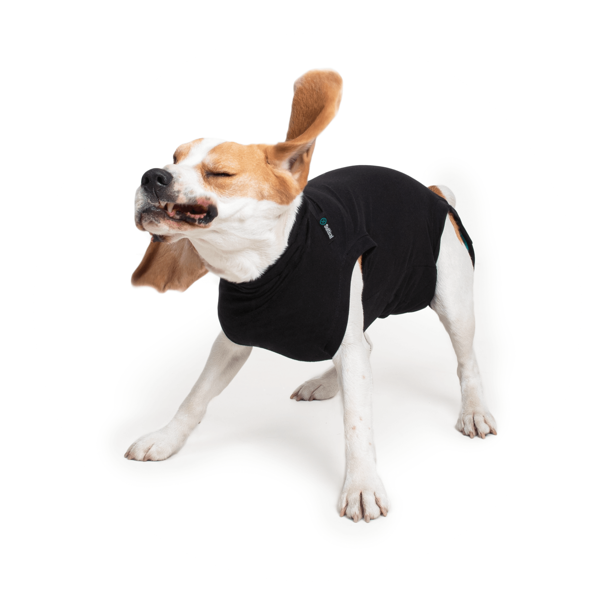 suitical recovery suit for dogs near me