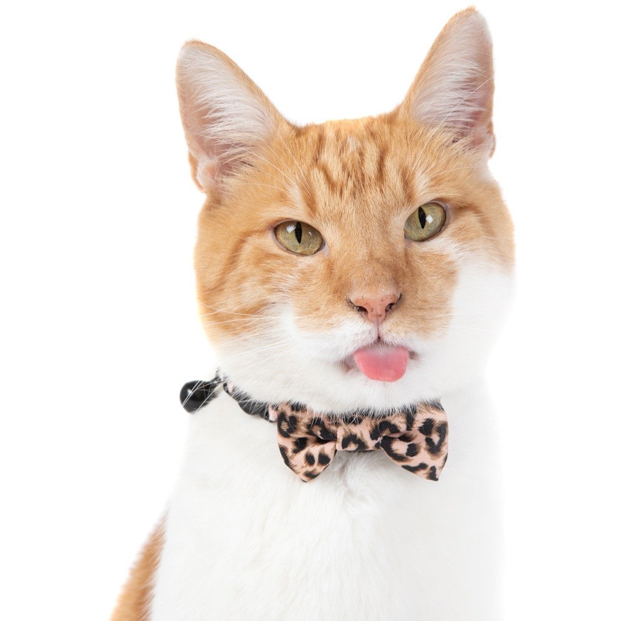 cat collar and tie