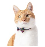 Big and Little Dogs The Little Kitty Co. Cat Collar & Bow Tie