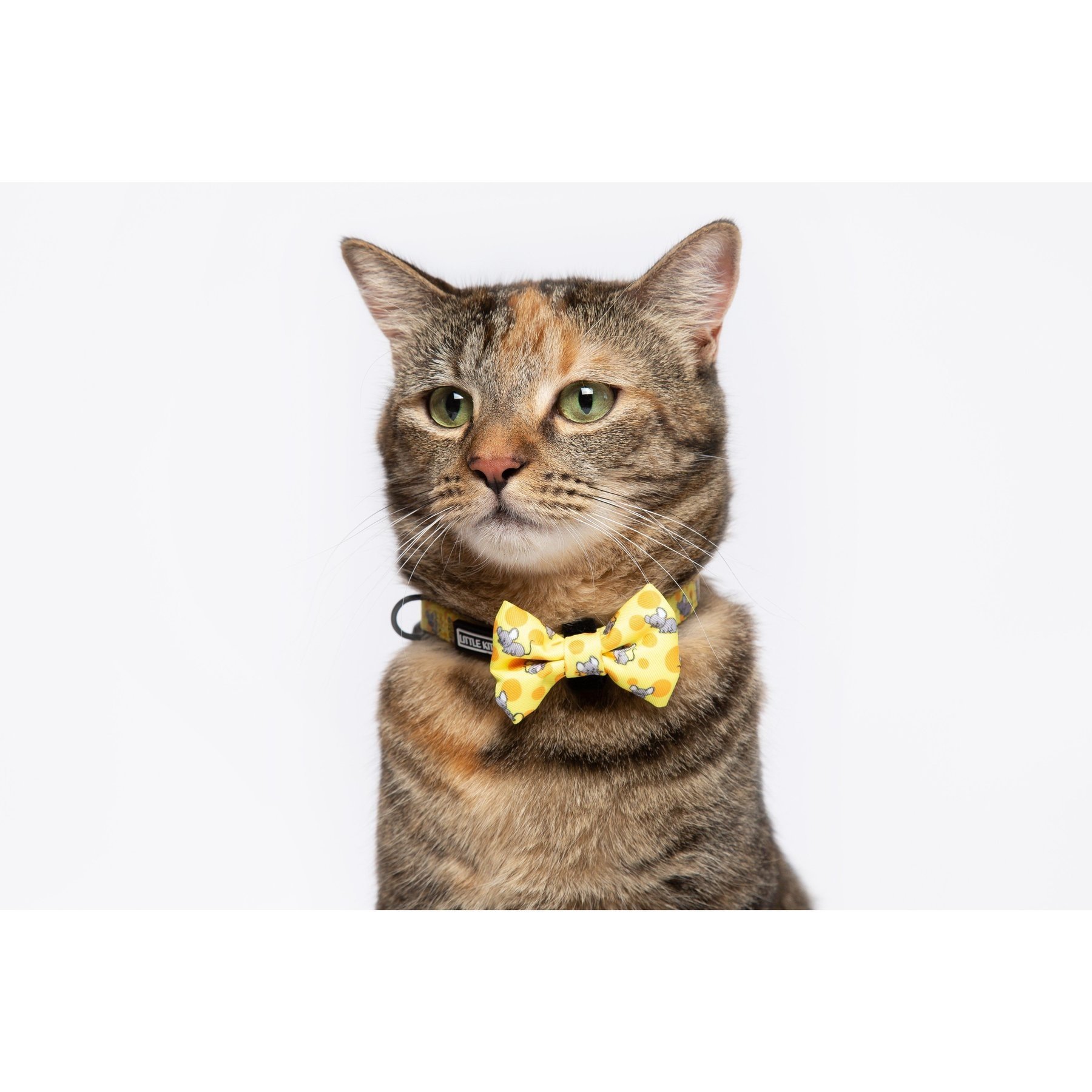 Big and Little Dogs The Little Kitty Co. Cat Collar & Bow Tie