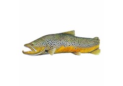 Brown Trout SquareTop Oar