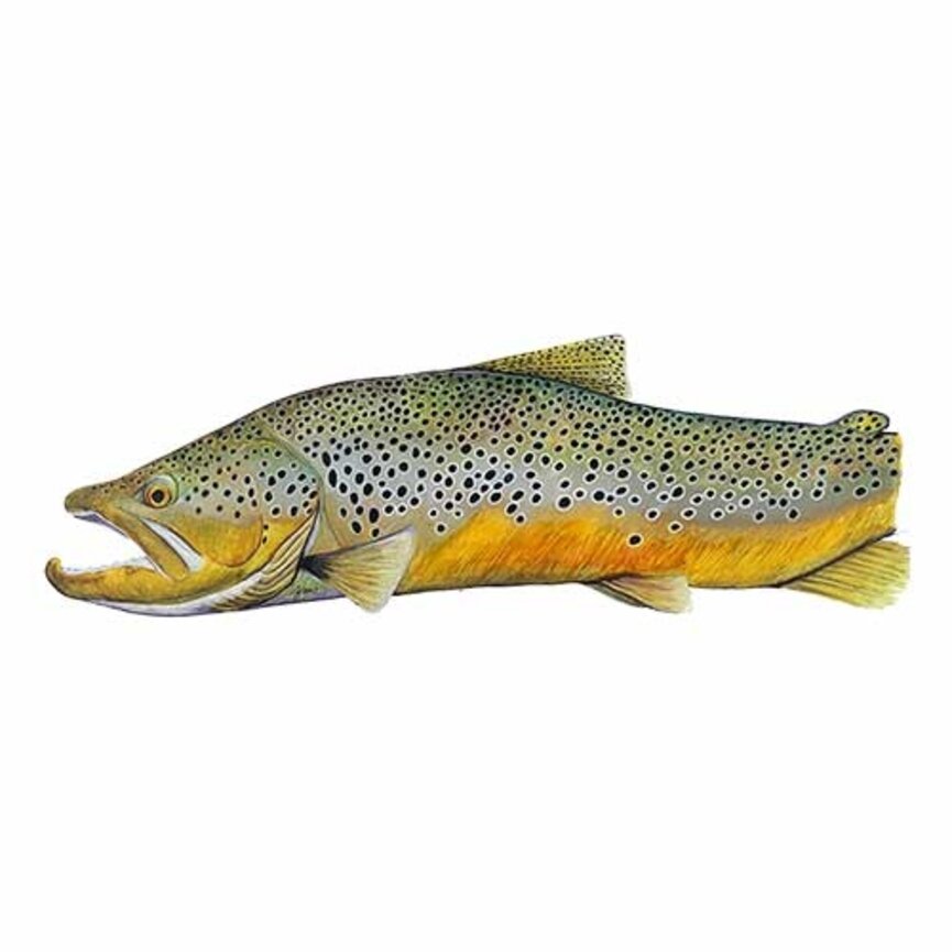 Sawyer Artisan Square Top Brown Trout Oars