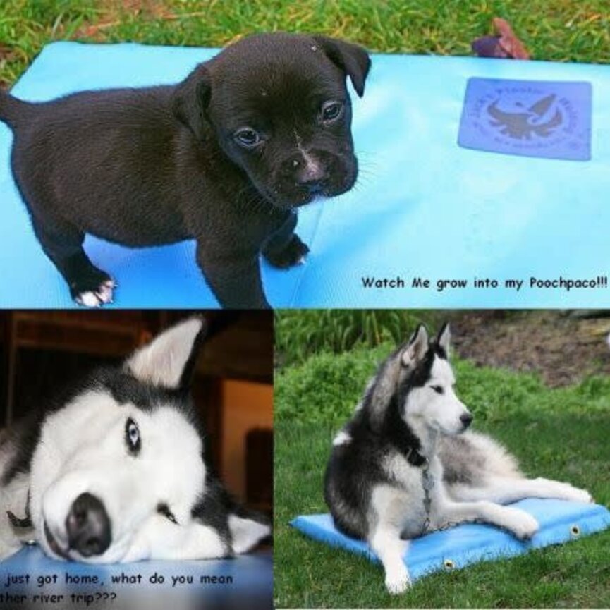 Pooch Pad