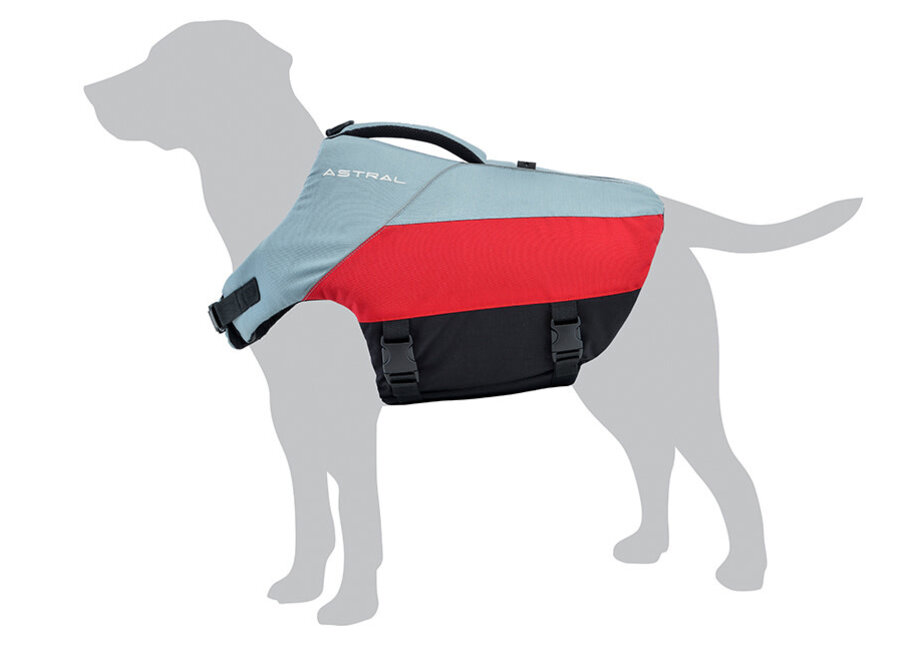 Bird Dog