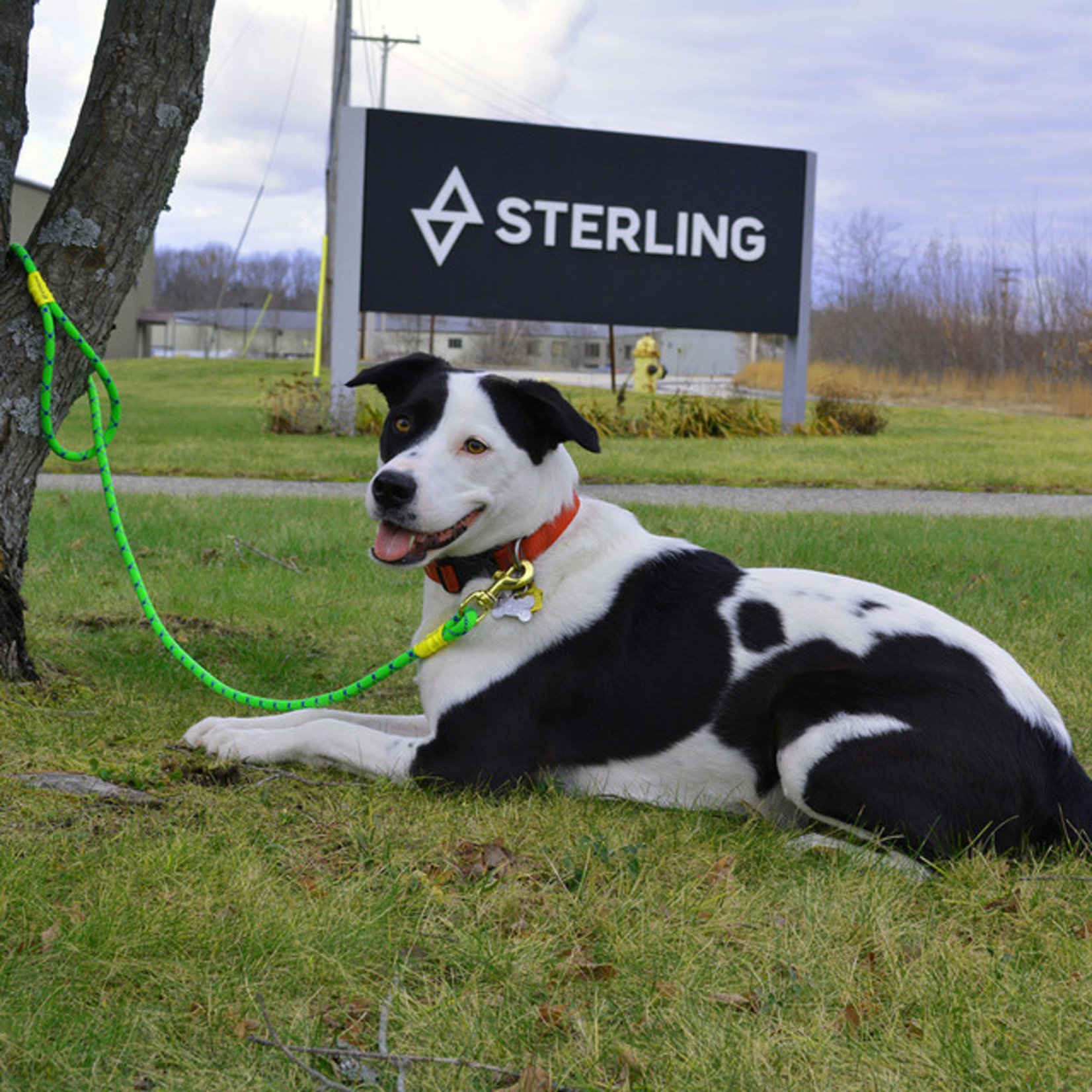 Sterling Sterling Dog Leash