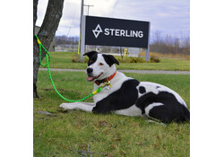 Sterling Dog Leash