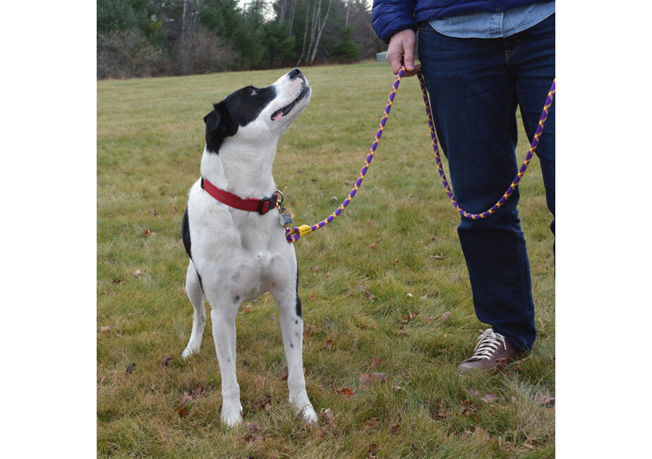 Sterling Dog Leash