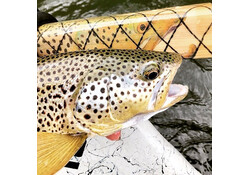 Brown Trout SquareTop Oar