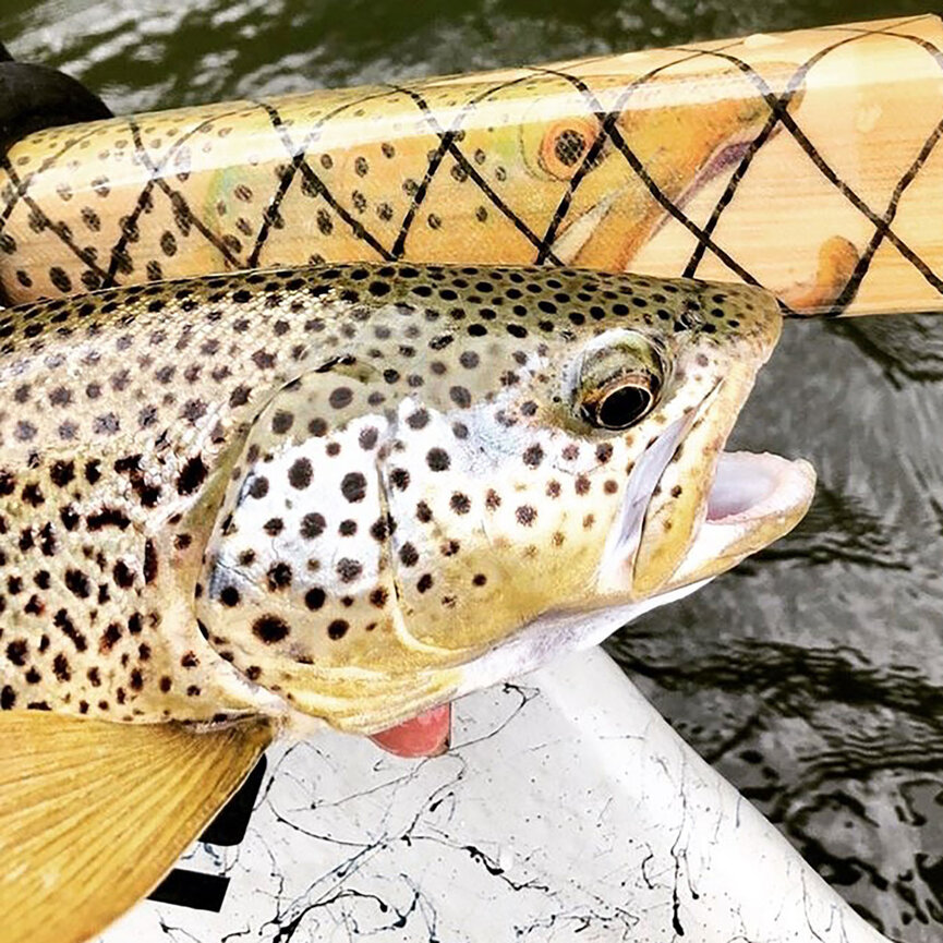 Brown Trout SquareTop Oar