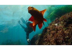 GoPro Extension Pole + Waterproof Shutter Remote