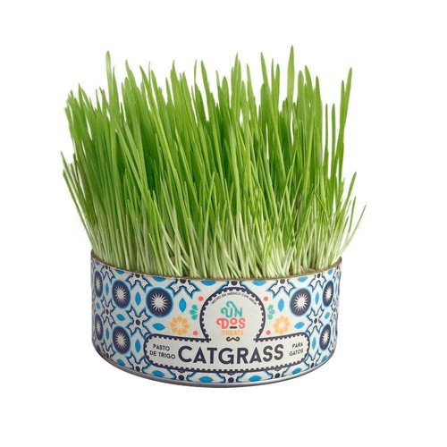 Un Dos Treats Pasto de Trigo para Gatos - Cat Grass Un Dos Treats Pasto de Trigo para Gatos - Cat Grass