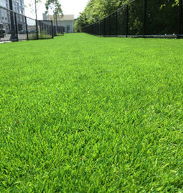 GardenMark Artificial Grass "Kentucky" 1sqft