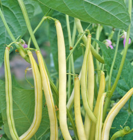 Goldrush Garden Bush Bean by the