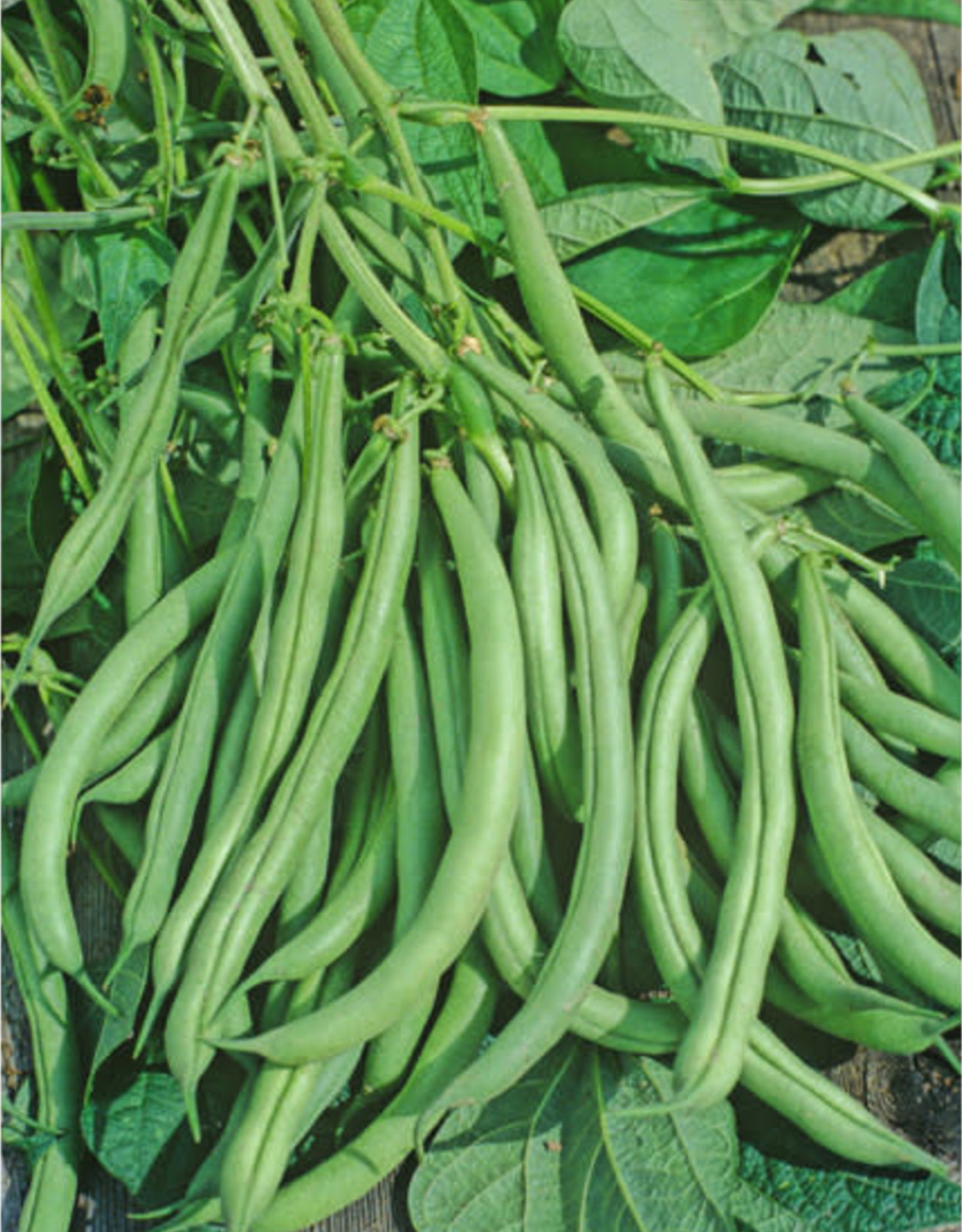 Moutaineer Half Runner Garden Bush Beans by the 1/2lb