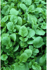 Upland Cress Greens by the 1/4oz