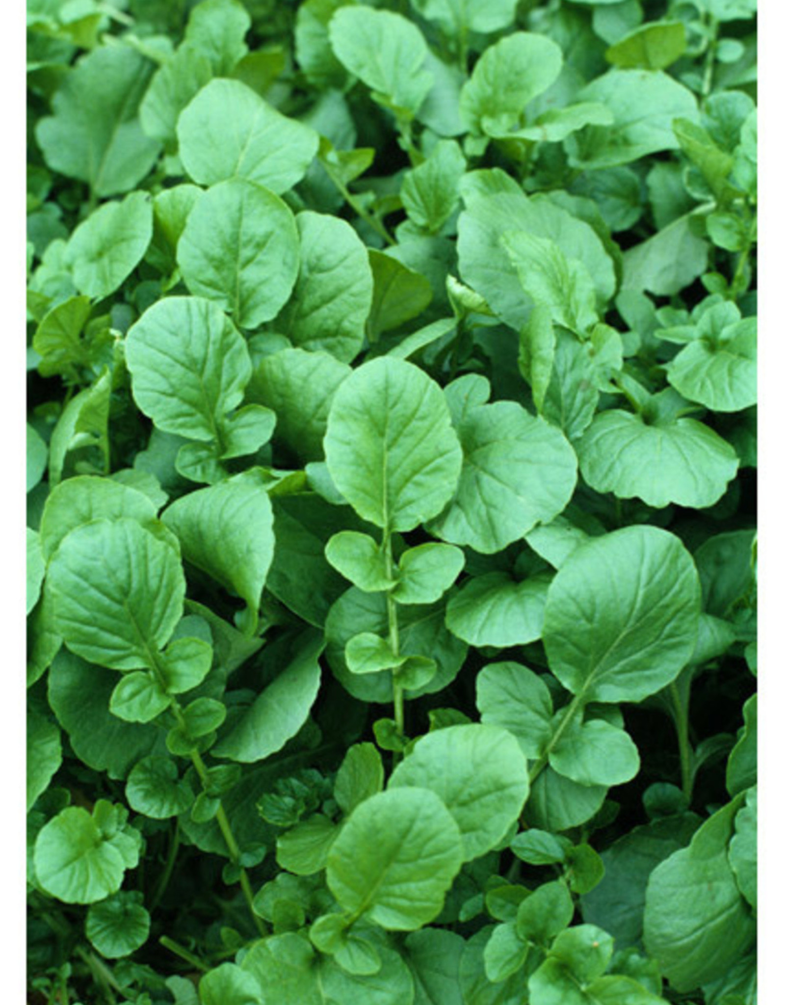 Upland Cress Greens by the 1/4oz