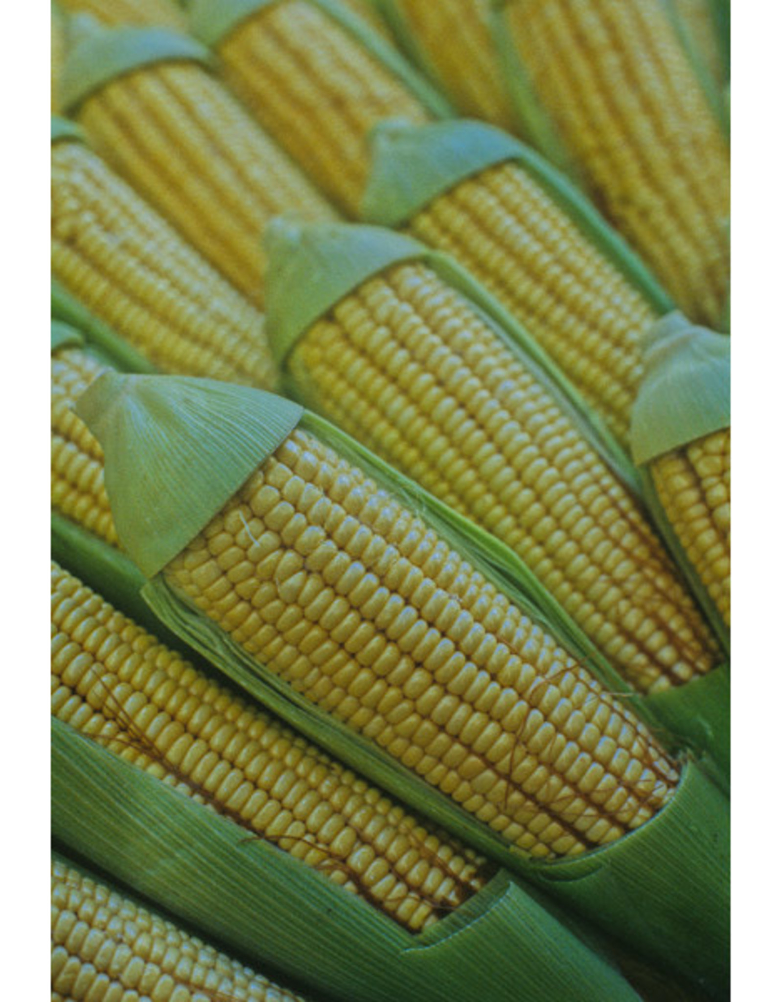 Kandy Korn Hybrid Sweet Corn by the 1/2lb