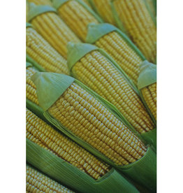 Kandy Korn Hybrid Sweet Corn by the 1/2lb