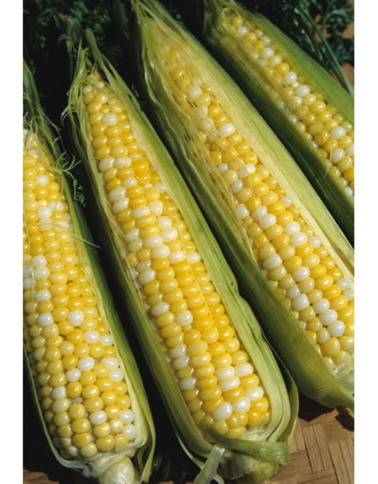 Peaches and Cream Hybrid Sweet Corn by the 1/2lb