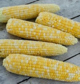 G90 Hybrid Sweet Corn by the 1/2lb