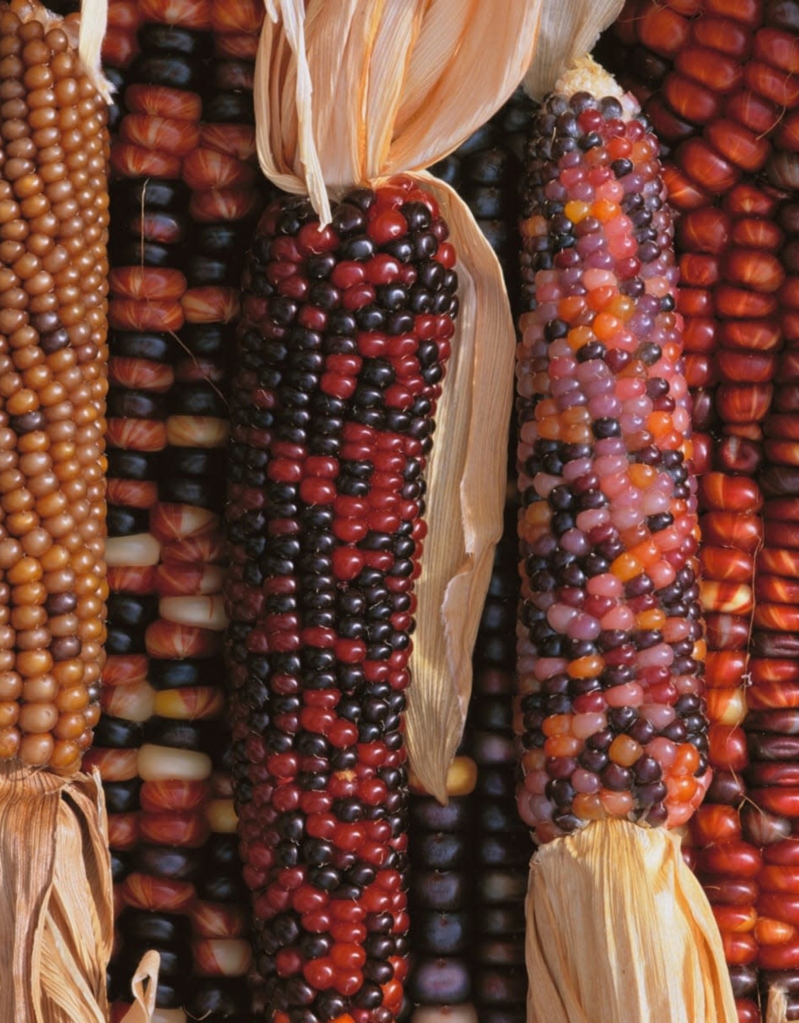 Indian Corn by the 1/2lb