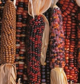 Indian Corn by the 1/2lb