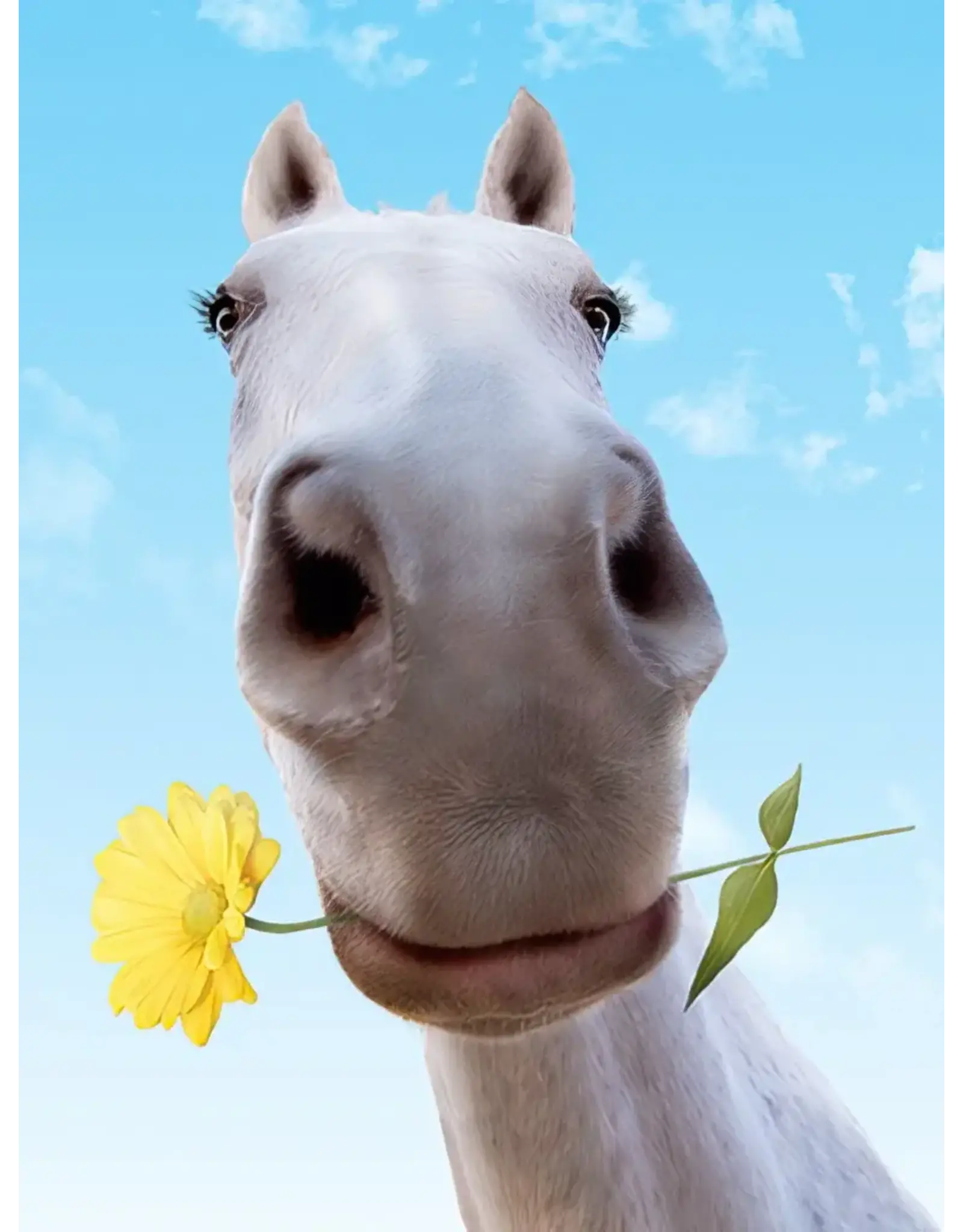 Greeting Card "Horse and Daisy"