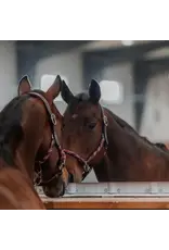 CommonWealth Banff Leather and Rope Halter Set