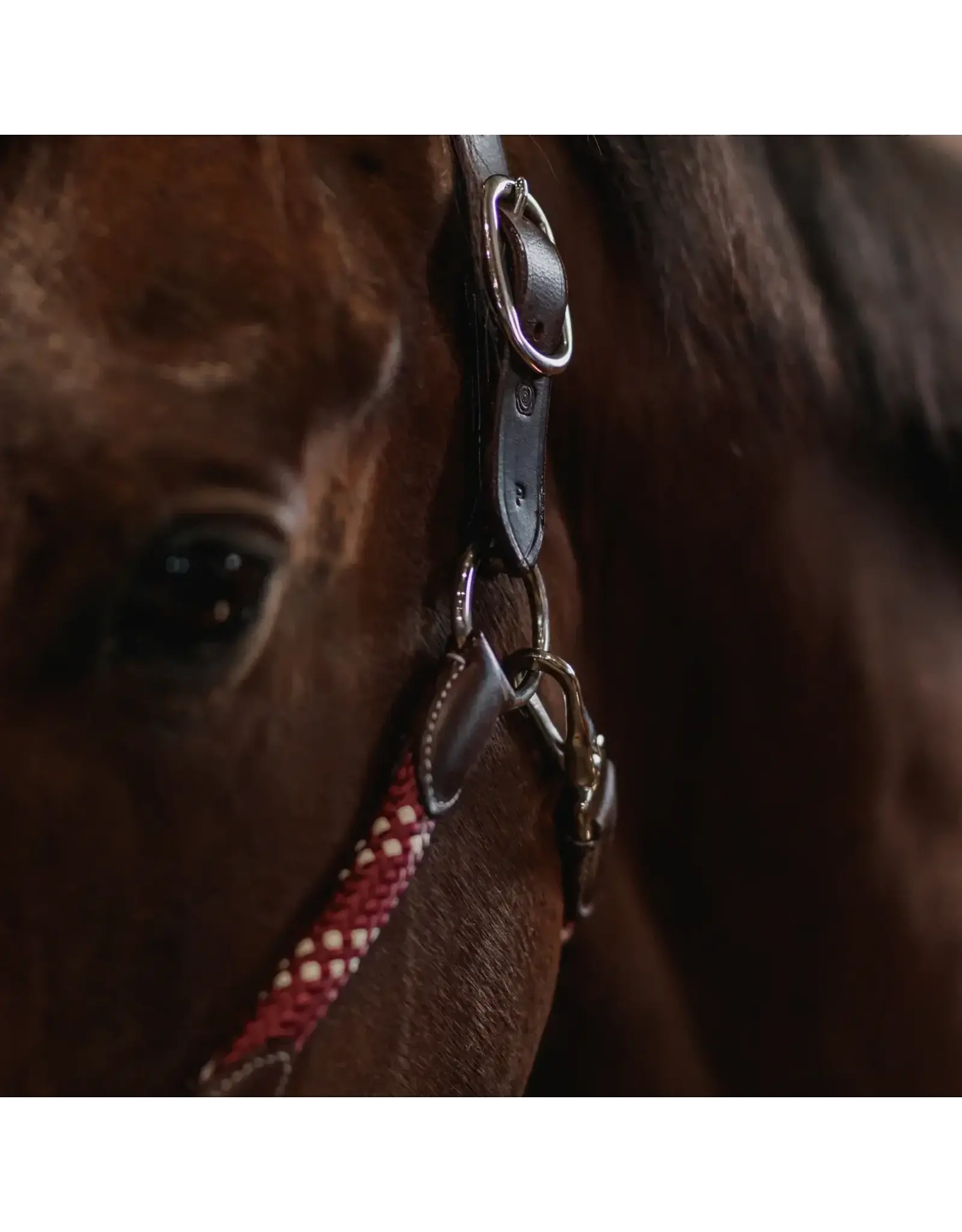 CommonWealth Banff Leather and Rope Halter Set