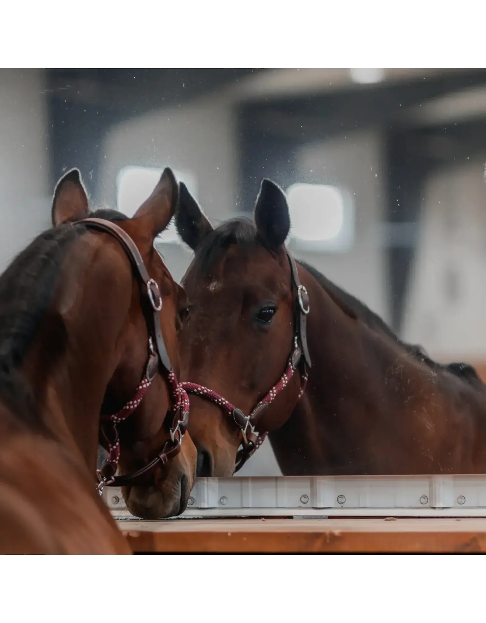 CommonWealth Banff Leather and Rope Halter Set