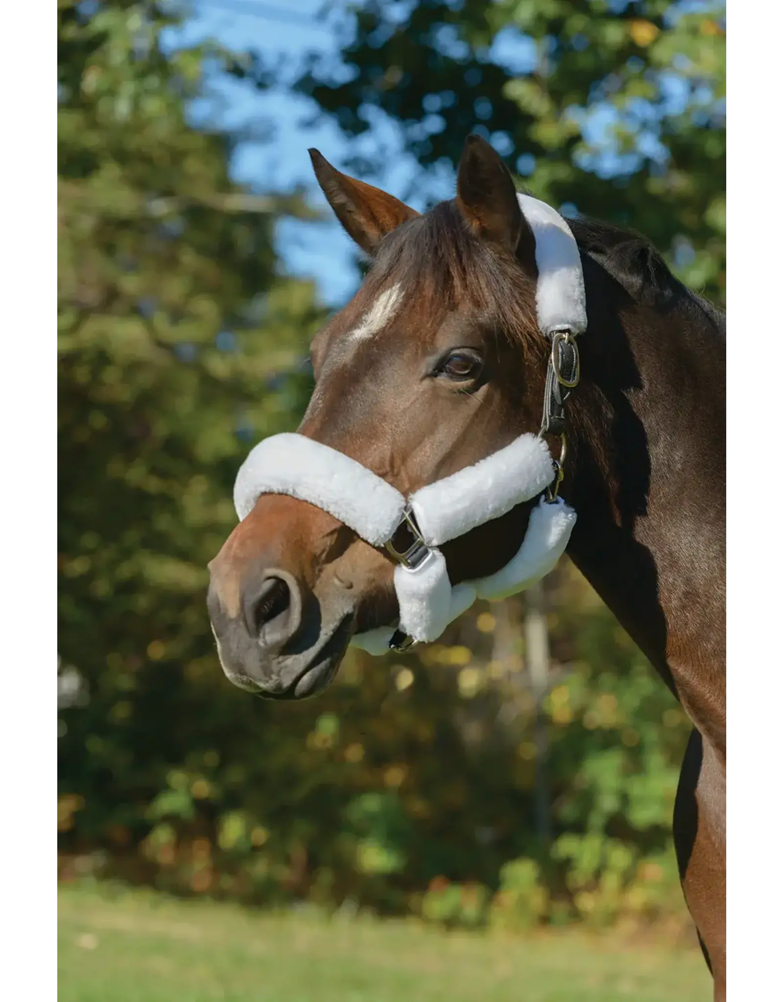 Arma SupaFleece Halter Set 6 Piece White