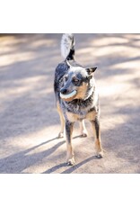 Dreamers and Schemers Half Dozen Donut Tack Sponges