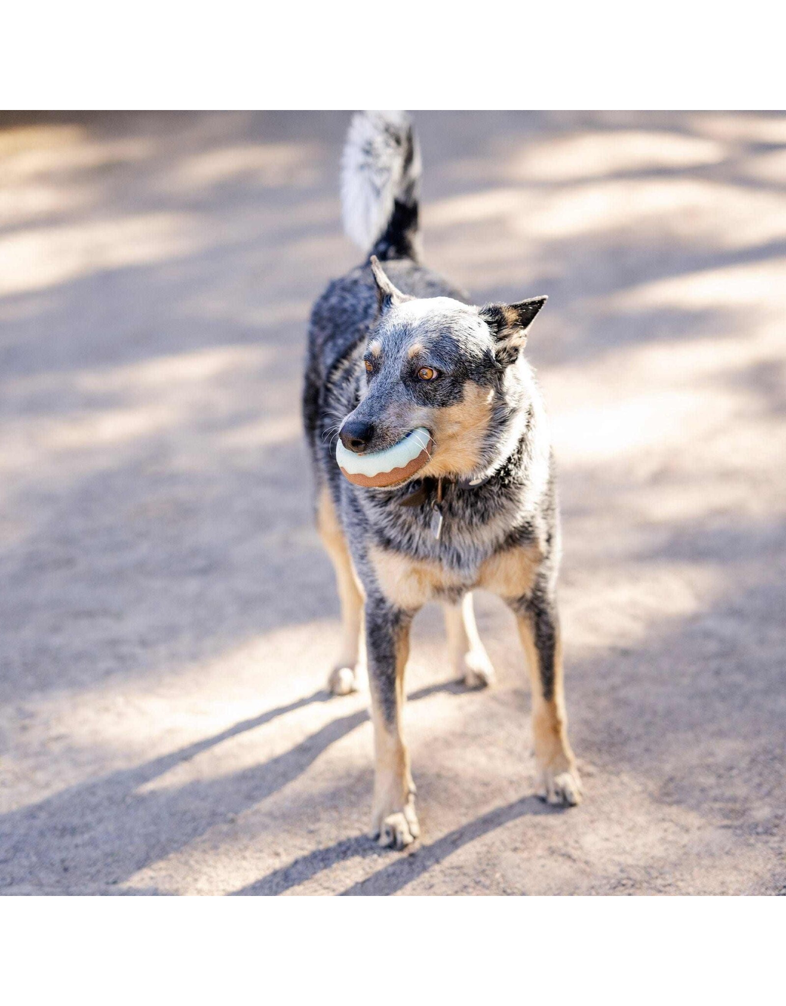 Dreamers and Schemers Half Dozen Donut Tack Sponges