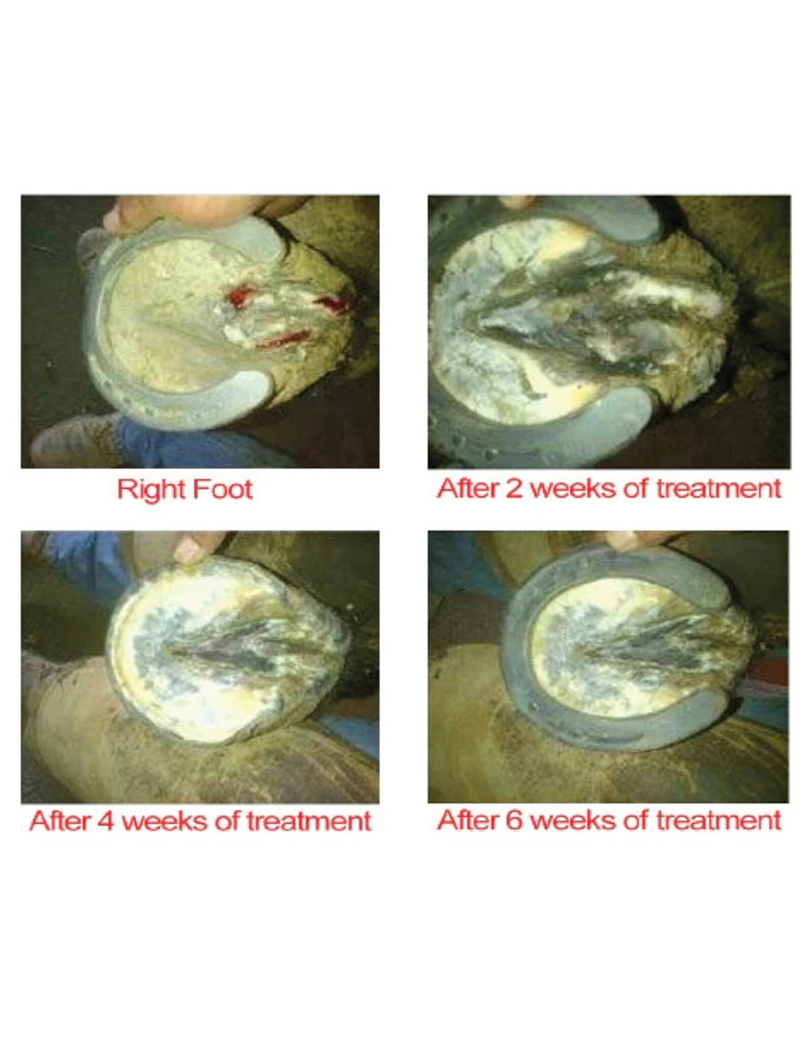 The Blacksmith Shop Outlaw Hoof Canker Care 8oz.