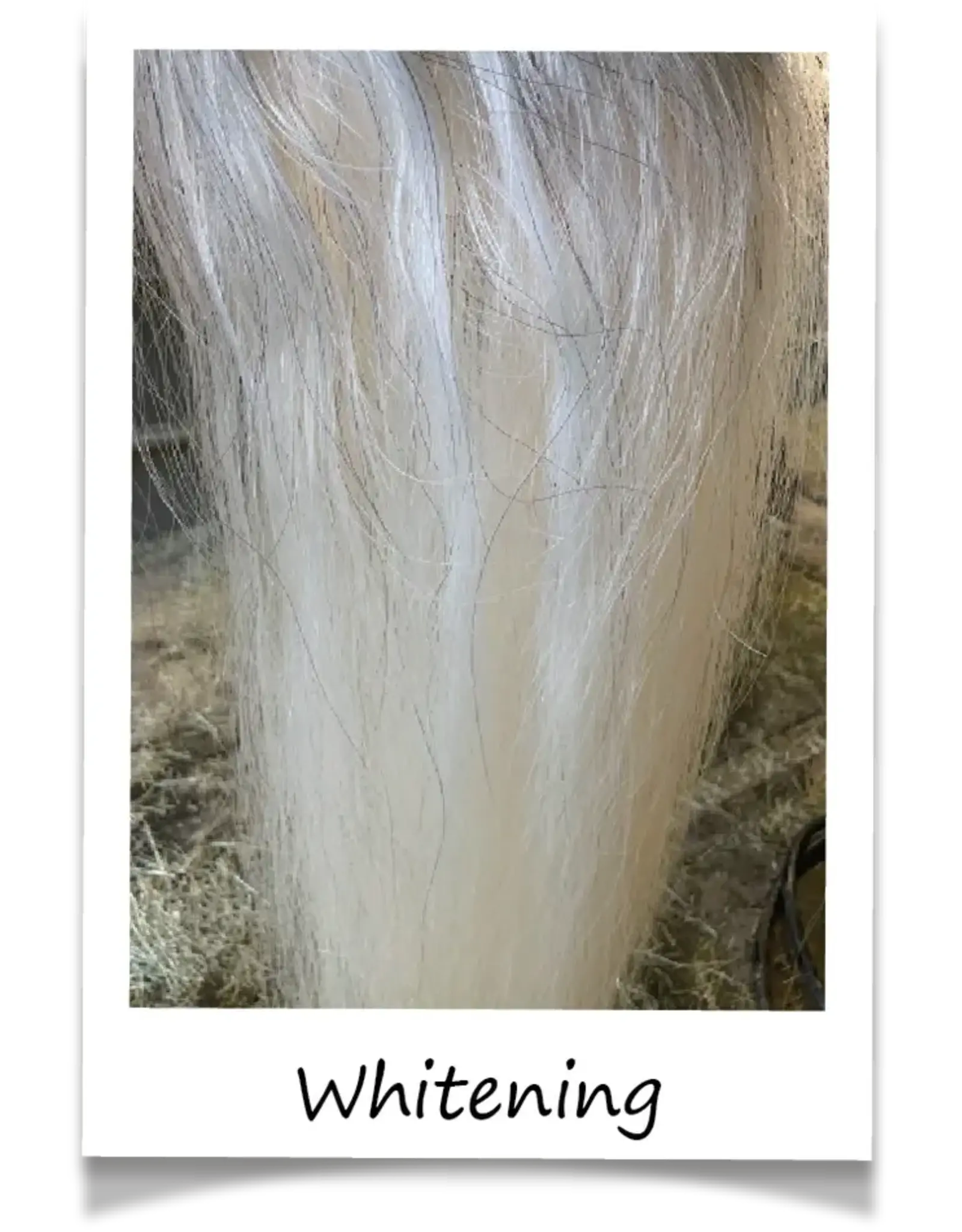 Bex All Natural Shampoo Bar