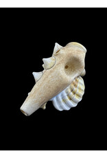 Seashell Sandblasted White pipe