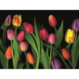 PERSIMMON PRESS NC Colorful Tulips