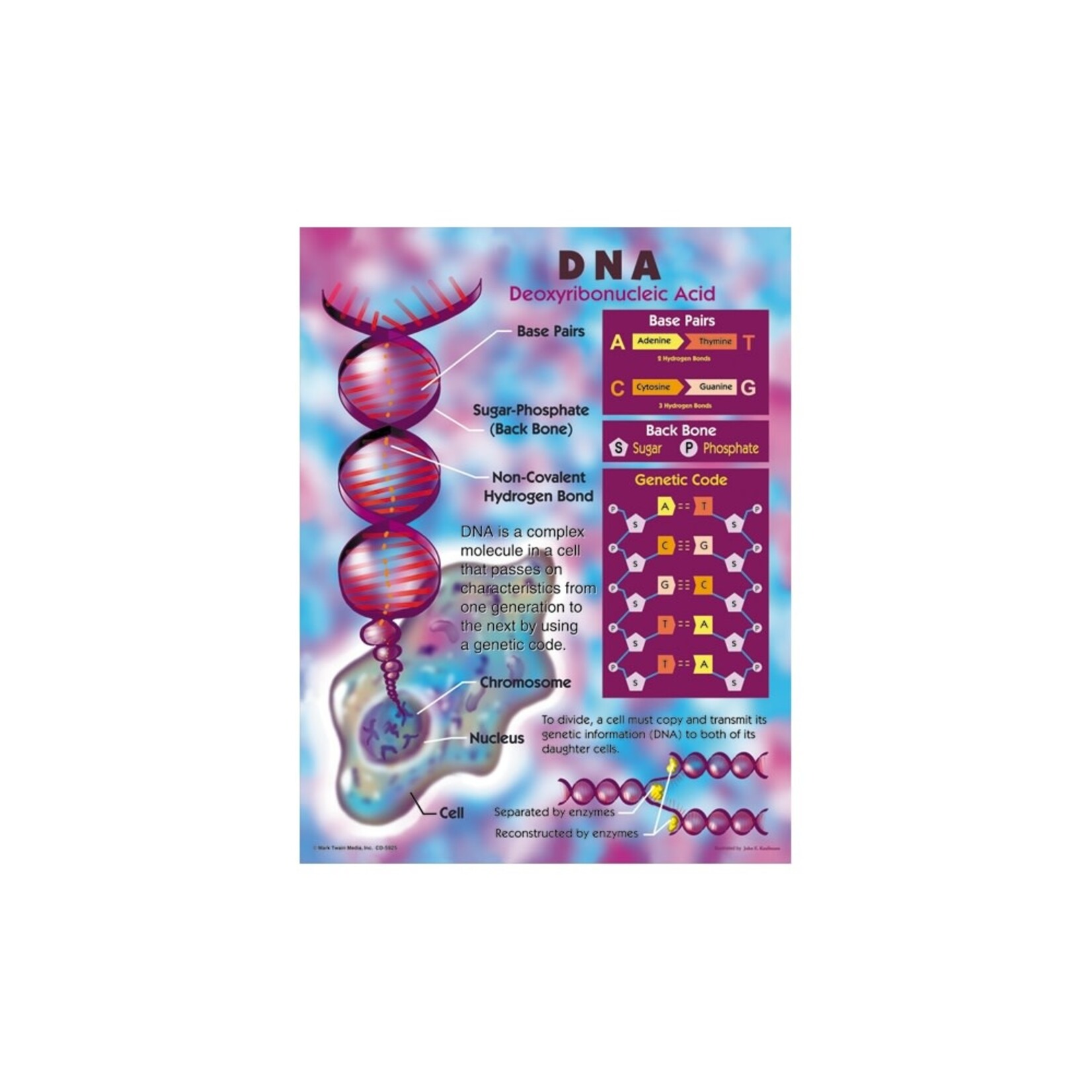 Carson-Dellosa Publishing Group DNA CHART 17x22 [CD5925]