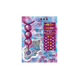 Carson-Dellosa Publishing Group DNA CHART