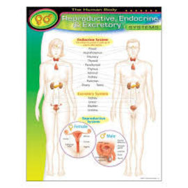 Trend Enterprises The Human Body–Reproductive, Endocrine, Excretory Systems Learning Chart
