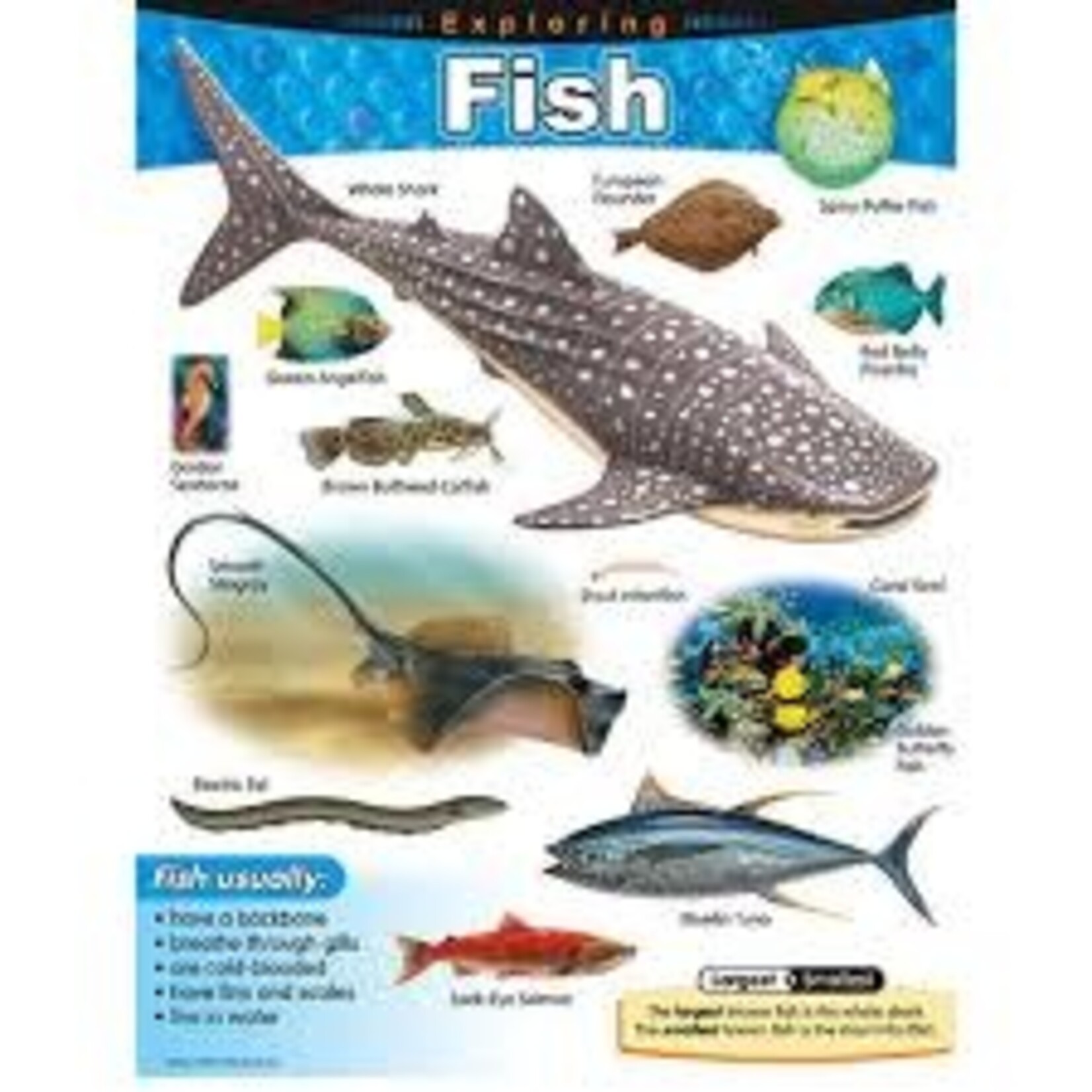 Trend Enterprises Exploring Fish Learning Chart 17x22 [T38183]