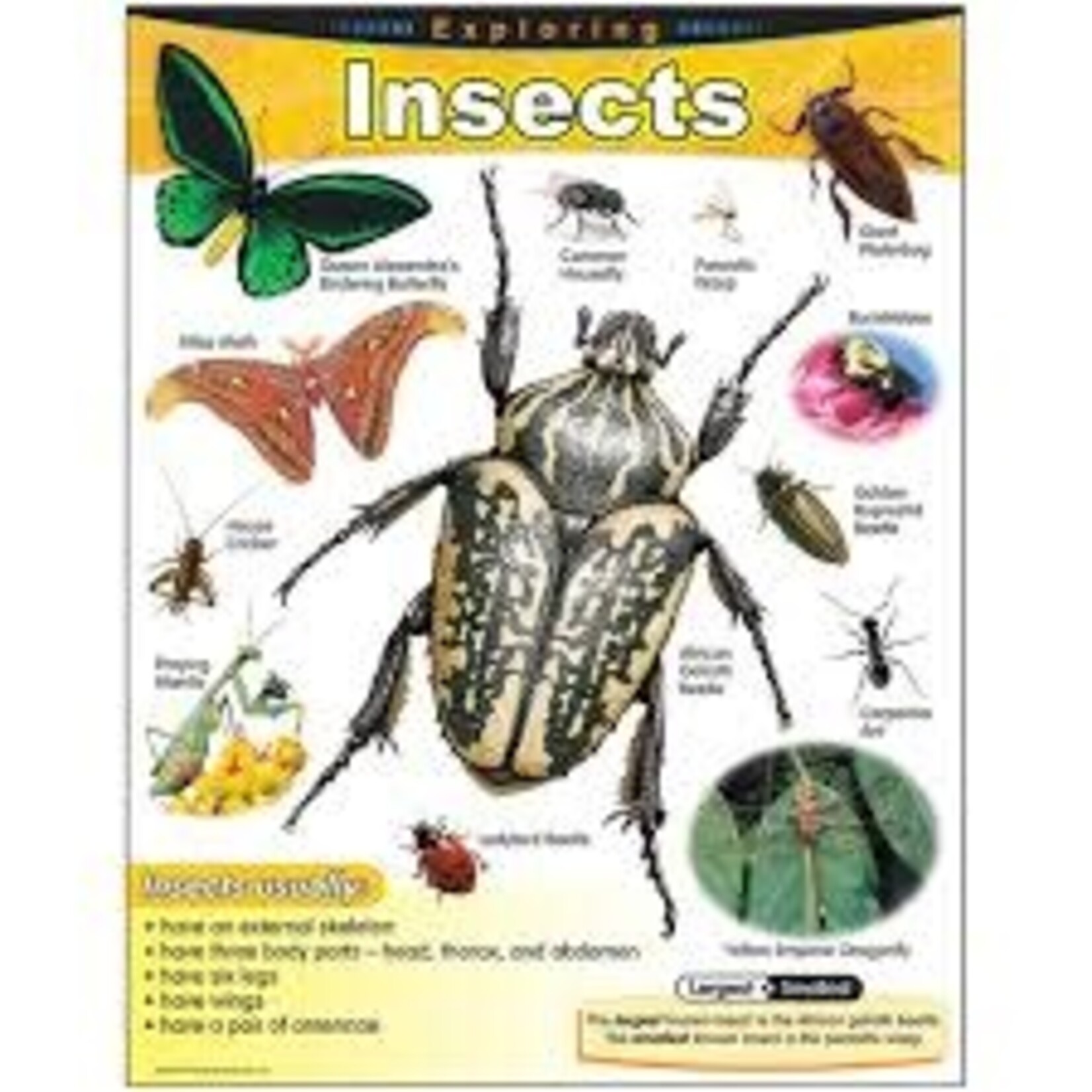 Trend Enterprises Exploring Insects Learning Chart 17x22 [T38184]