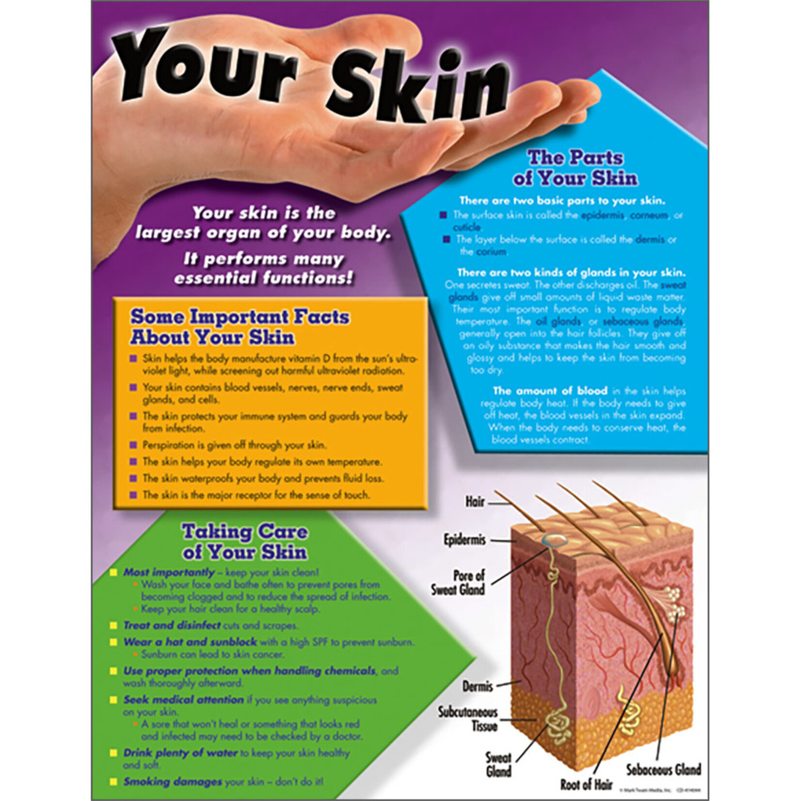 Carson-Dellosa Publishing Group Your Skin  Learning Chart 17x22 [CD414044] [CD414044]
