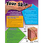 Carson-Dellosa Publishing Group Your Skin Chart