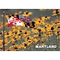 United Souvenir & Apparel 4X6" Black-Eyed Susans MD