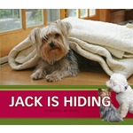 PIONEER VALLEY EDUCATION JACK IS HIDING - Single Copy [JD34]